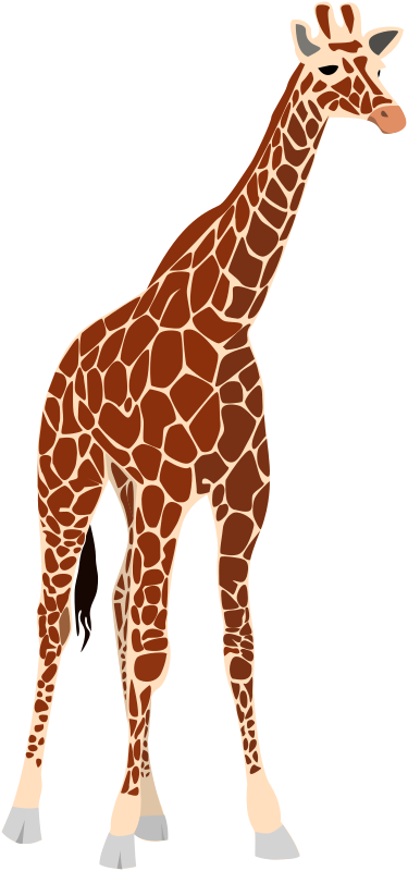 another giraffe