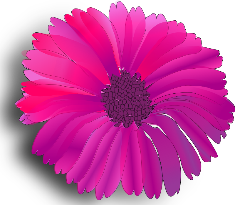 flower pink