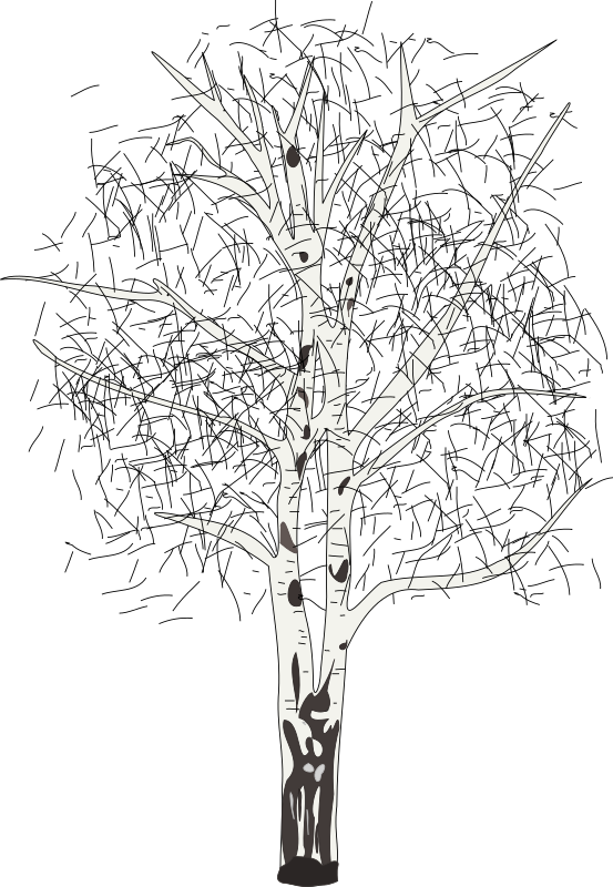 leafless birch