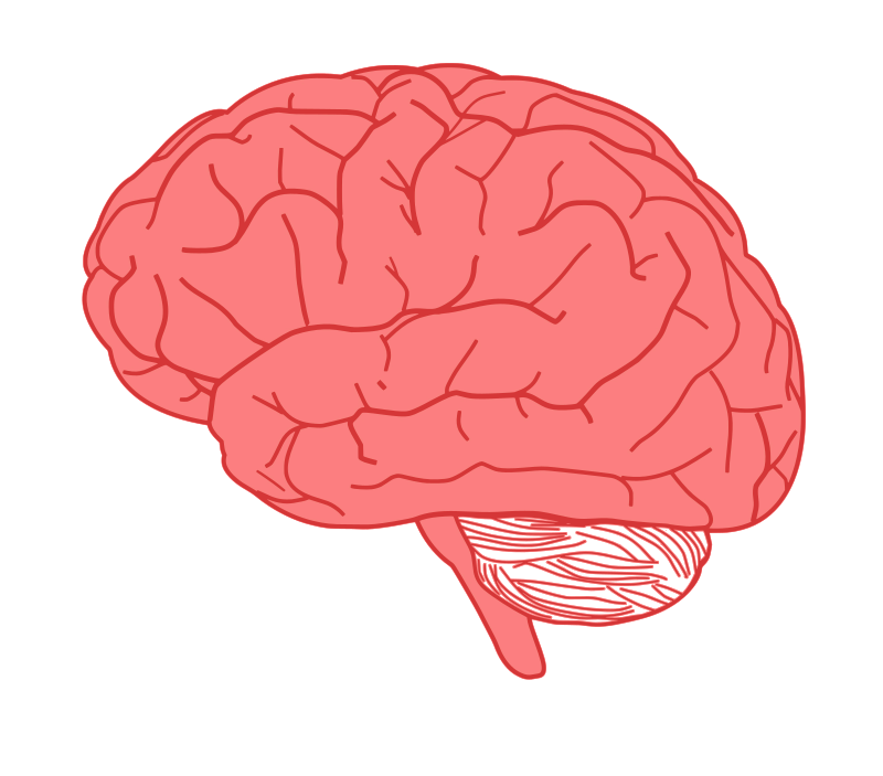 brain in profile