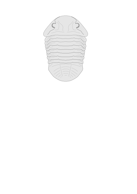 Trilobite - Asaphus