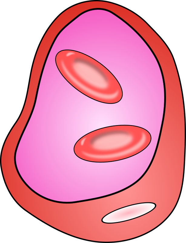 blood vessel with erythrocites