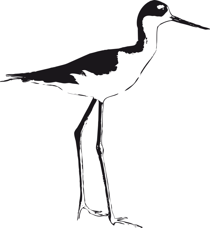 Black-necked Stilt 