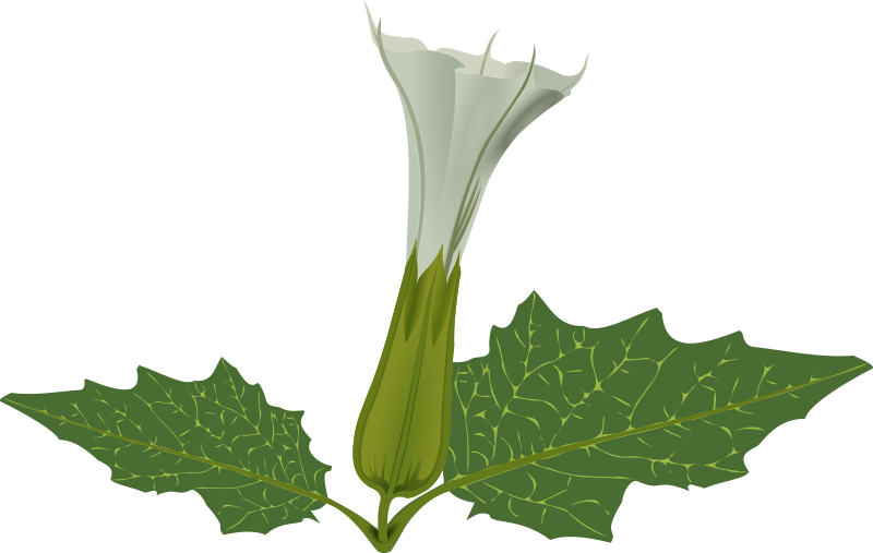 stramonium flower
