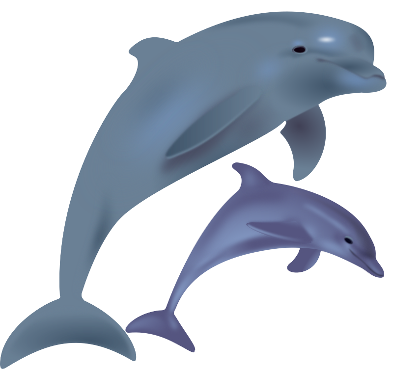 dolphins, delfinai, animals