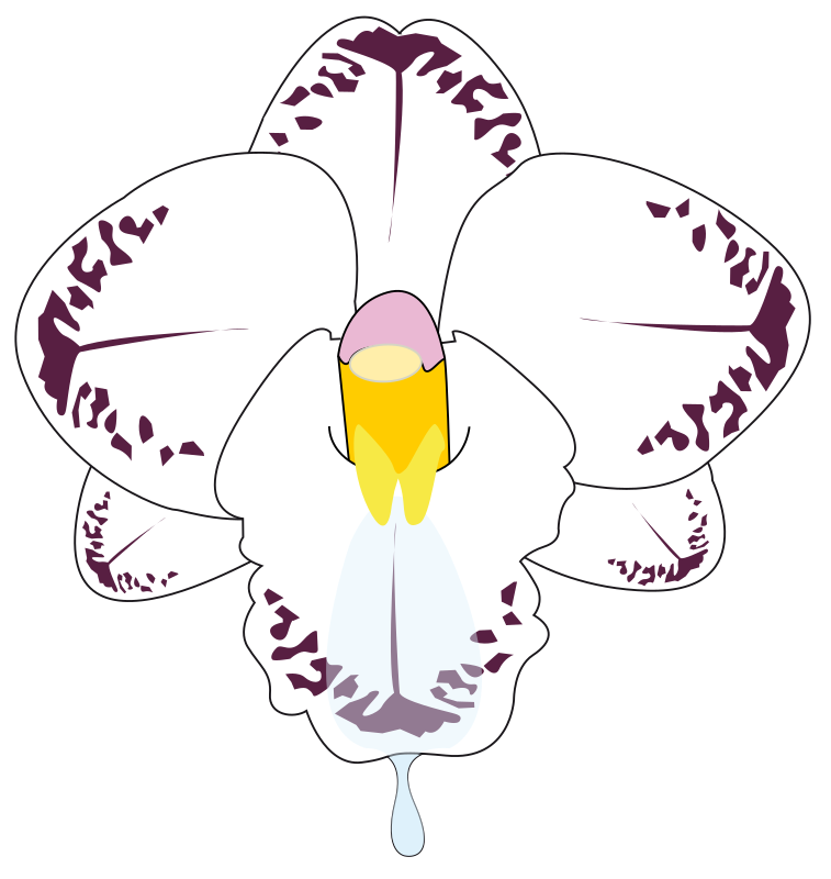 wild Orchid