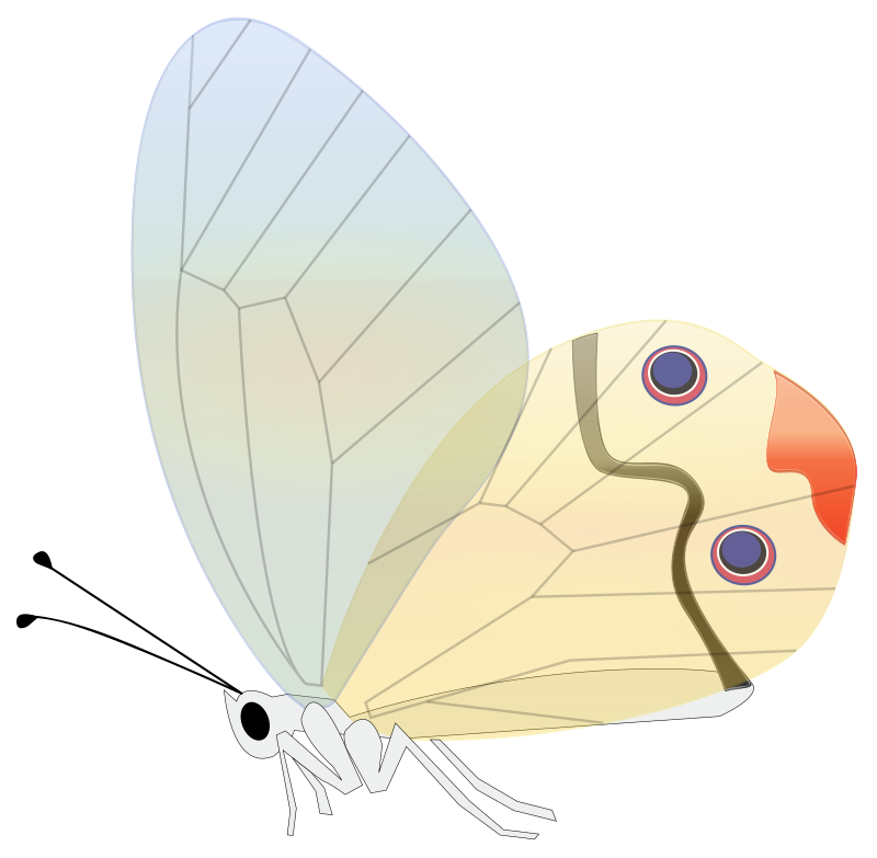 transp butterfly