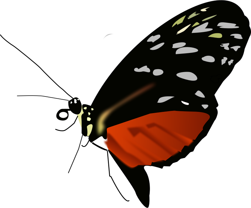 Dark orange-black butterfly