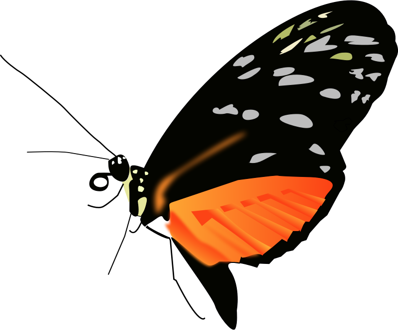 Lighter orange-black butterfly