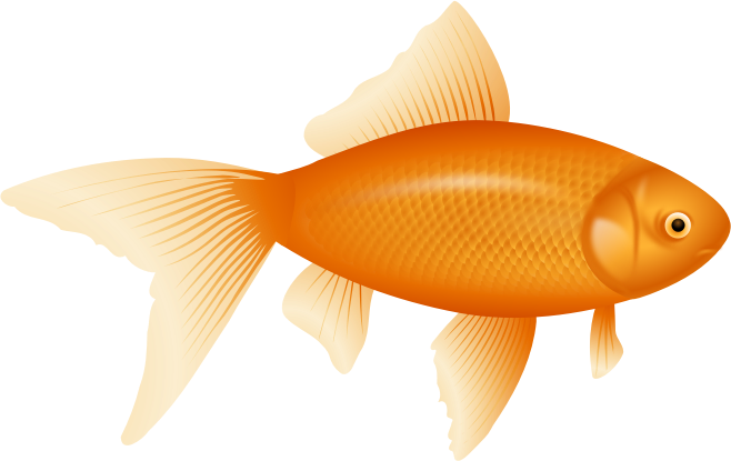 Goldfish, auksinÄ— Å¾uvelÄ—