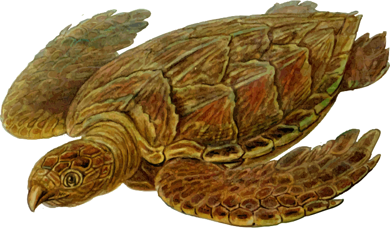 Prehistoric Turtle 7