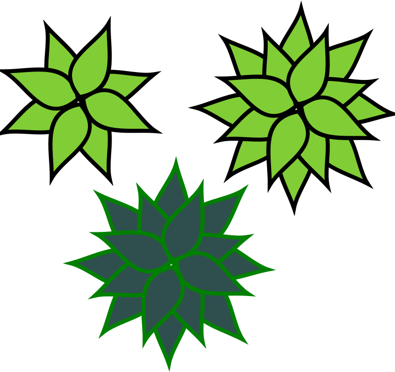 agave