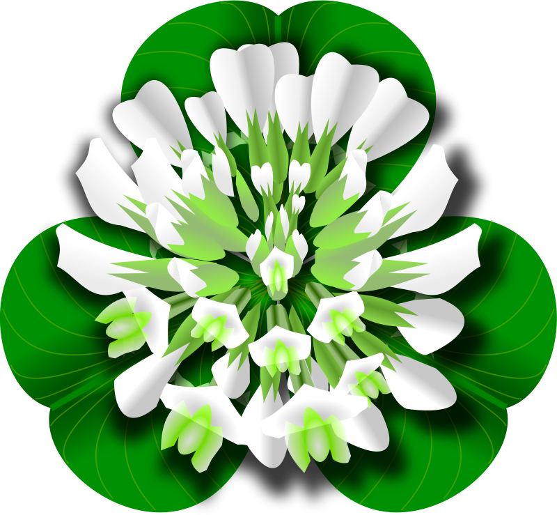 White Clover Flower