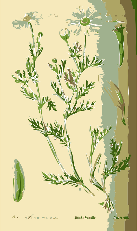 Illustration of the Anthemis Flower