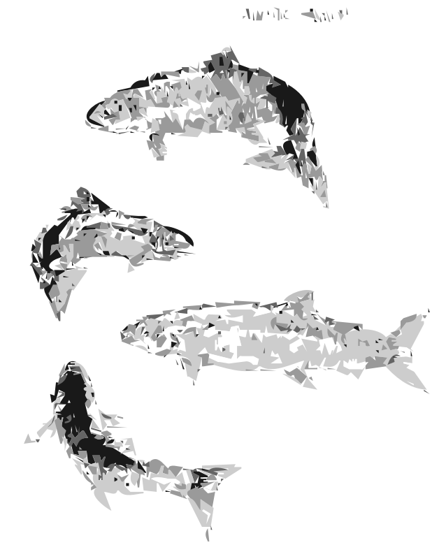Atlantic Salmon (autotrace)