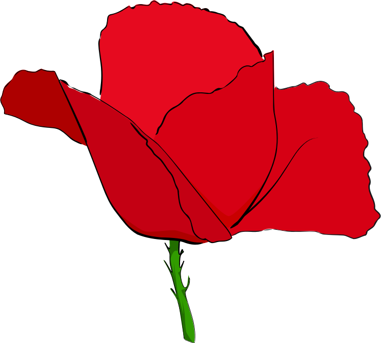 Coquelicot rouge - Red poppy