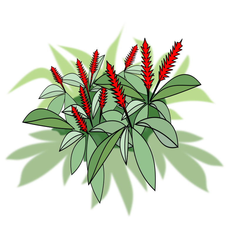 Alpinia Purpurata