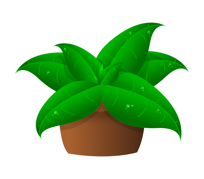 plants in pot