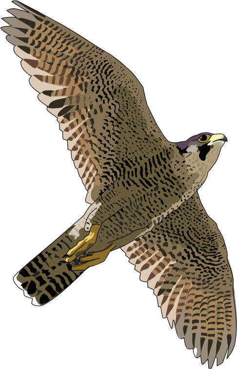 faucon pelerin - falcon peregrine