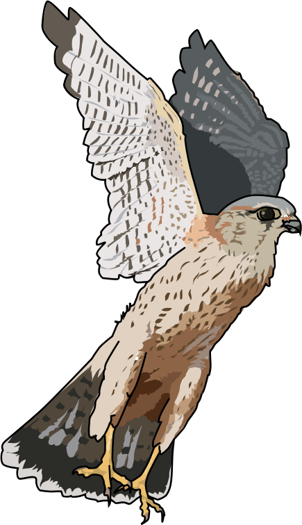 Faucon emerillon - Merlins falcon