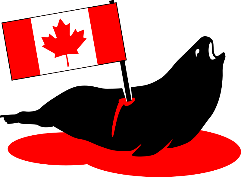 Stabbed Canadian Seal