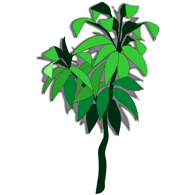 plant-06a
