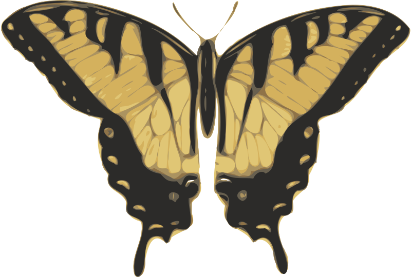 butterfly (papilio turnus) top view
