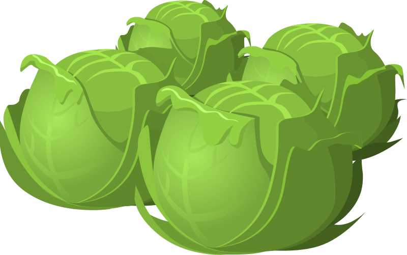 Food Cabbage