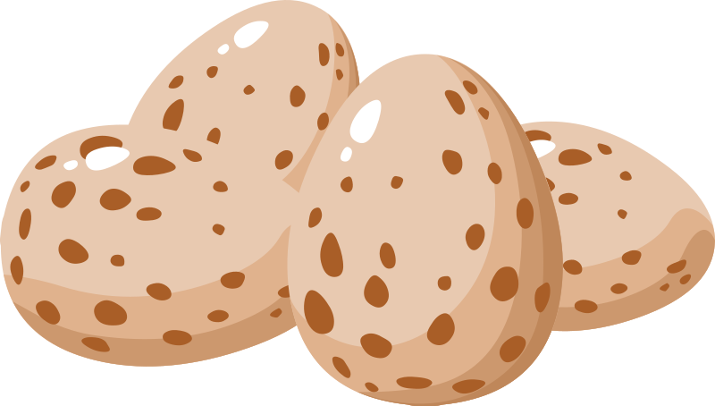 Food Egg Plain