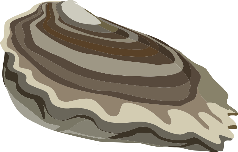 Food Oysters Ocean