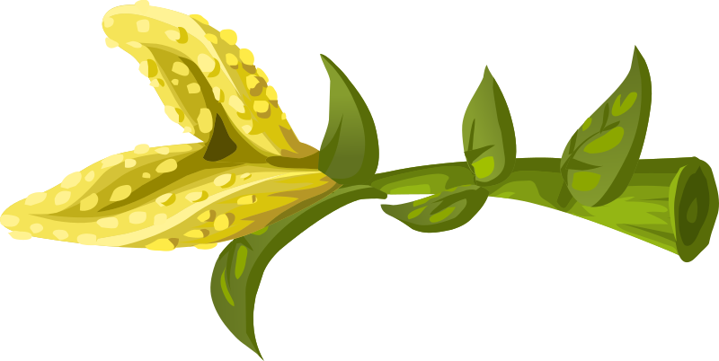 Herbs Yellow Crumb Flower
