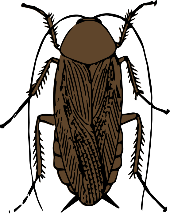cockroach color