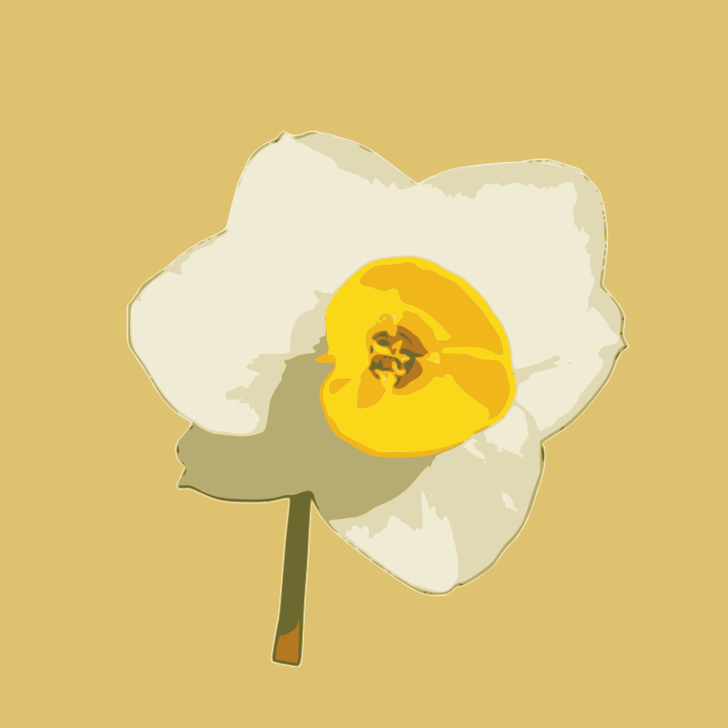 daffodil 06