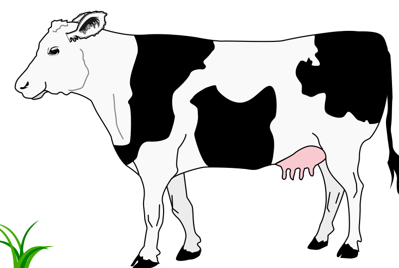 Cow black and white / Vache blanche et noire
