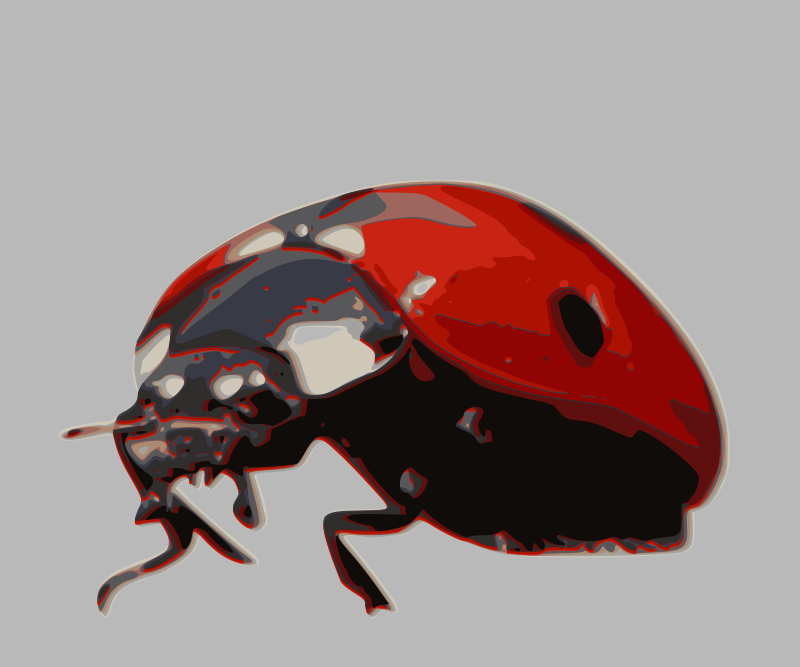 Ladybird-beetle