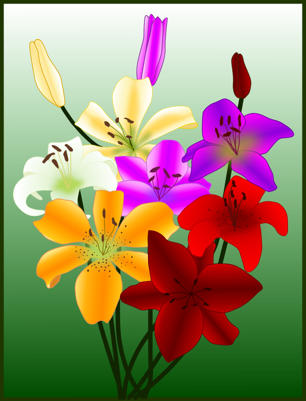 Flowers gigli lilies
