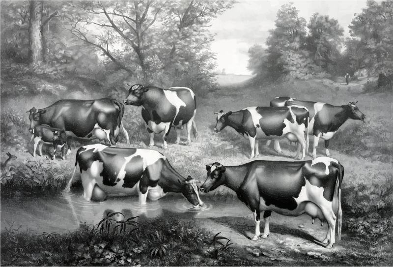 Vintage Fresian Cows In Pasture