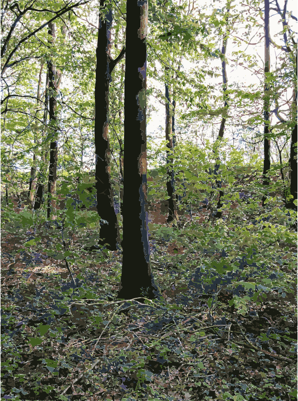 Lichtscheid Forest Again 3