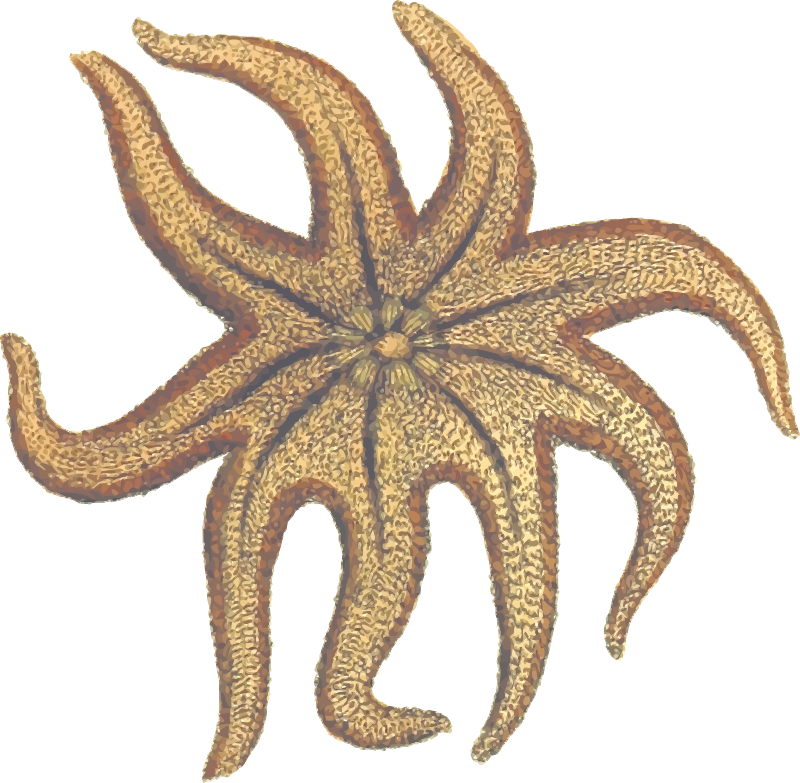 Seastar (colour)