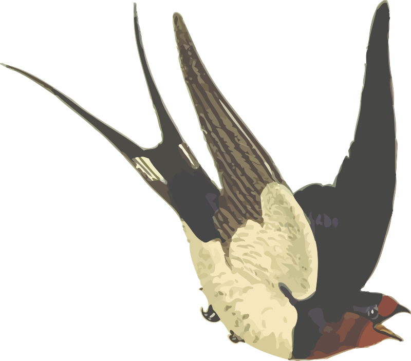 Barn swallow (isolated)