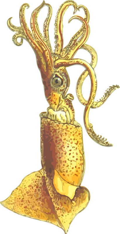 Squid 2