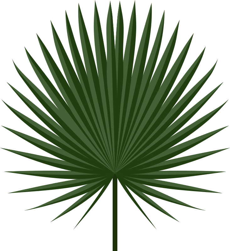 Sabal leaf