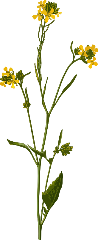 Black mustard (low resolution)