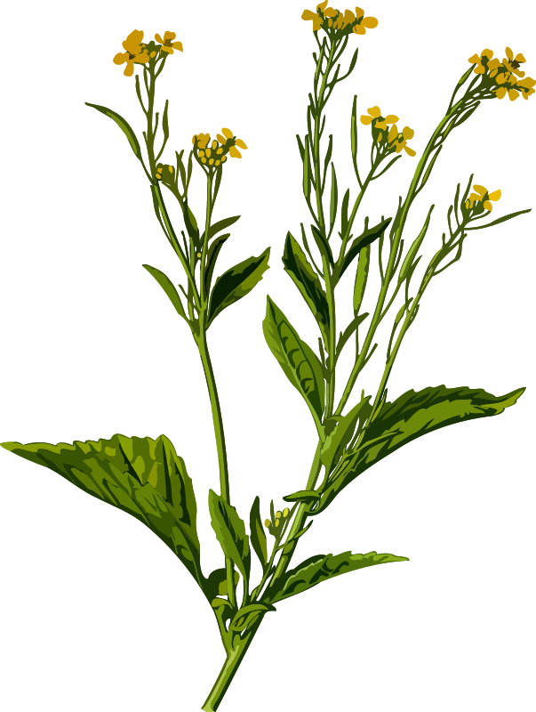Mustard greens (low resolution)