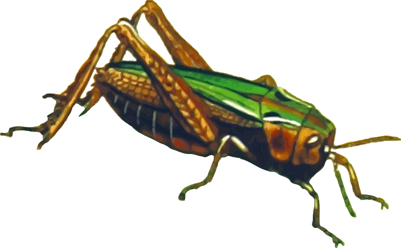 Common green grasshopper (isolated)