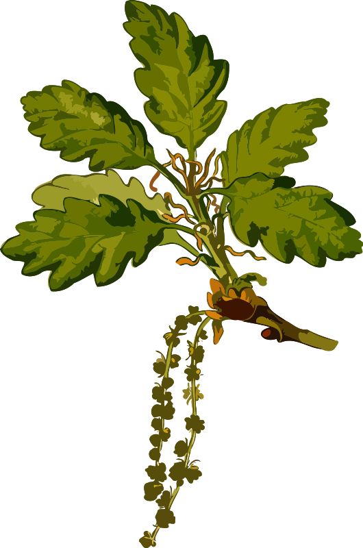 Sessile oak 2 (low resolution)