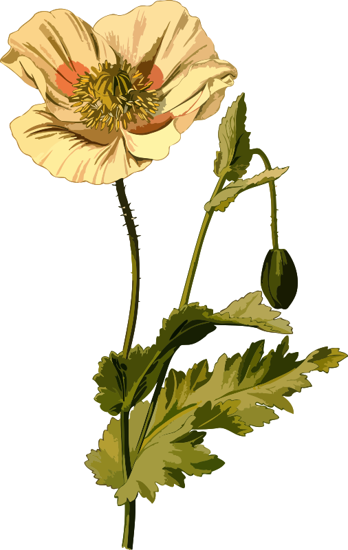 Opium poppy (low resolution)