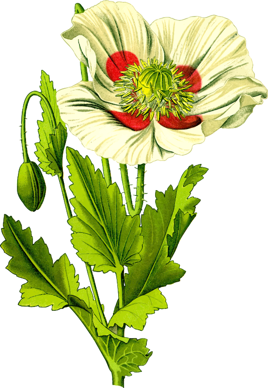 Opium poppy 3 (detailed)