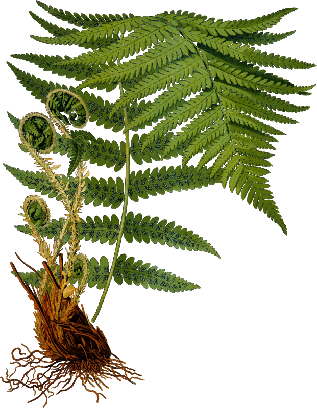 Male fern 2 (detailed)