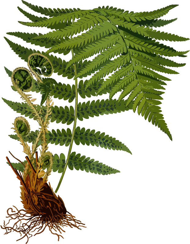Male fern 2 (low resolution)
